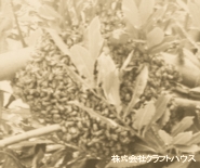 �I�쏜��n�`�̑��P���E����