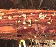 ���날���Q��Q